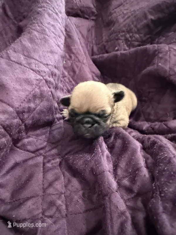Female fawn pug  – Pug puppy for sale in Medford, OR