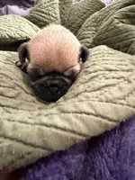 Fawn male pug , a male Pug for sale in Medford, OR – 4 of 5