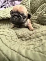 Fawn male pug , a male Pug for sale in Medford, OR – 2 of 5