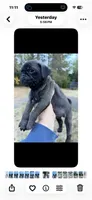 Silver male pug  ready now , a male Pug for sale in Medford, OR – 2 of 10