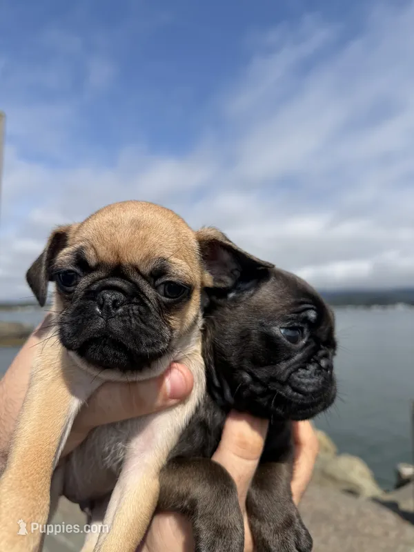 Fawn male pug ready now  – Pug puppy for sale in Medford, OR