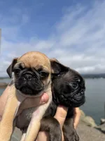 Fawn male pug ready now , a male Pug for sale in Medford, OR – 1 of 10