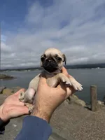 Light Fawn female pug  ready now, a female Pug for sale in Medford, OR – 9 of 9