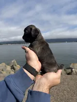 Silver male pug  , a male Pug for sale in Medford, OR – 9 of 9