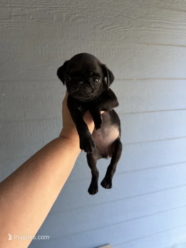 Female black pug  – Pug puppy for sale in Medford, OR
