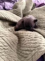Silver male pug, a male Pug for sale in Medford, OR – 5 of 10