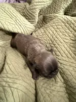 Silver male pug, a male Pug for sale in Medford, OR – 10 of 10