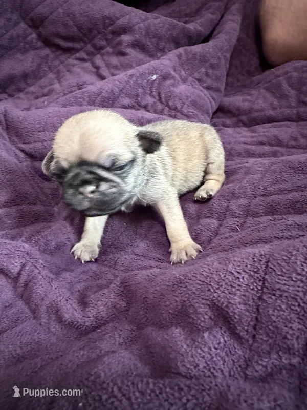Fawn female pug – Pug puppy for sale in Medford, OR