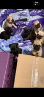 Female fawn pug  ready now , a female Pug for sale in Medford, OR – 3 of 10