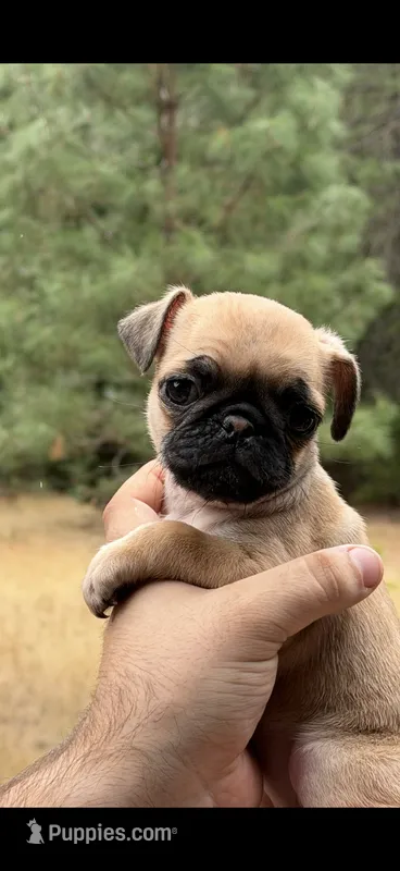 Female fawn pug  ready now  – Pug puppy for sale in Medford, OR