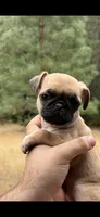 Female fawn pug  ready now , a female Pug for sale in Medford, OR – 1 of 10