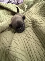 Silver male pug, a male Pug for sale in Medford, OR – 4 of 10