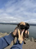 Fawn male pug ready now , a male Pug for sale in Medford, OR – 2 of 10