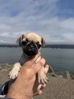 Light Fawn female pug  ready now, a female Pug for sale in Medford, OR – 8 of 9
