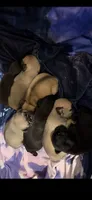 Female black pug 1-7 puppies , a female Pug for sale in Medford, OR – 6 of 6