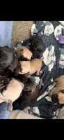 Female black pug 1-7 puppies , a female Pug for sale in Medford, OR – 2 of 6