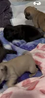 Fawn female pug 1-7 puppies , a female Pug for sale in Medford, OR – 10 of 10