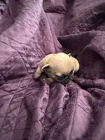 Female fawn pug , a female Pug for sale in Medford, OR – 2 of 5
