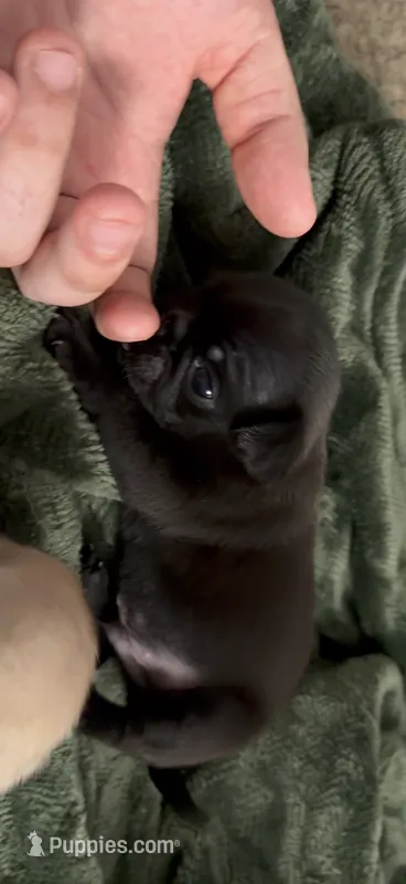 Black male pug – Pug puppy for sale in Medford, OR