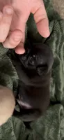 Black male pug Mr. Darcy , a male Pug for sale in Medford, OR – 1 of 8