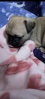 Light Fawn female pug  ready now, a female Pug for sale in Medford, OR – 6 of 9