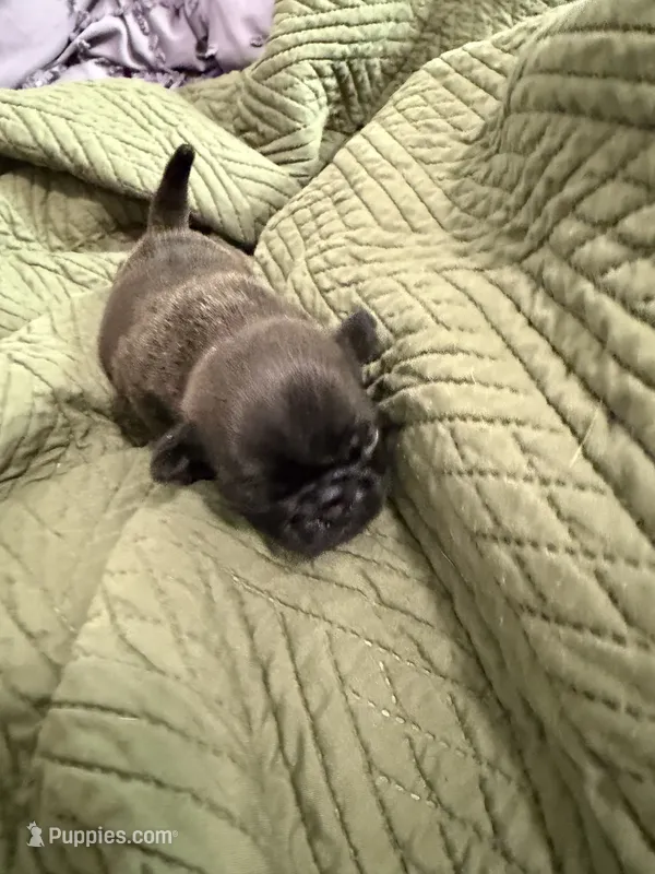 Silver male pug – Pug puppy for sale in Medford, OR