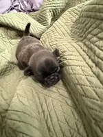 Silver male pug, a male Pug for sale in Medford, OR – 1 of 10