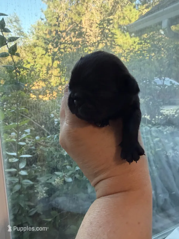 Pug female  – Pug puppy for sale in Medford, OR