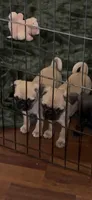 Female fawn pug  heart nose , a female Pug for sale in Ashland, OR – 3 of 7