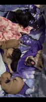 Fawn male pug 1-7 puppies , a male Pug for sale in Medford, OR – 4 of 9