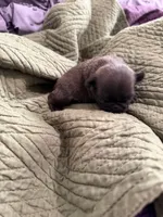 Silver male pug, a male Pug for sale in Medford, OR – 8 of 10