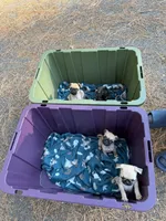 Light Fawn female pug  heart nose, a female Pug for sale in Medford, OR – 4 of 10