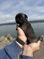 Silver male pug  ready now , a male Pug for sale in Medford, OR – 1 of 10