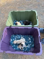 Light Fawn female pug  heart nose, a female Pug for sale in Medford, OR – 9 of 10