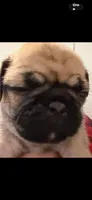 Fawn female pug 1-7 puppies , a female Pug for sale in Medford, OR – 1 of 10