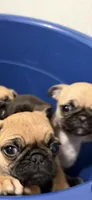 Fawn female pug  very soft, cuddle bug , a female Pug for sale in Ashland, OR – 7 of 7