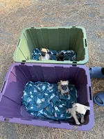 Silver male pug  , a male Pug for sale in Medford, OR – 7 of 9