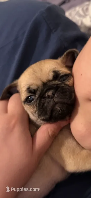 Fawn female pug  very soft, cuddle bug  – Pug puppy for sale in Ashland, OR