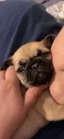 Fawn female pug  , a female Pug for sale in Medford, OR – 2 of 9