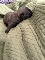 Silver male pug, a male Pug for sale in Medford, OR – 6 of 10