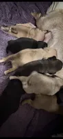 Fawn female pug 1-7 puppies , a female Pug for sale in Medford, OR – 8 of 10