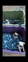 Female fawn pug  , a female Pug for sale in Medford, OR – 4 of 6