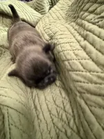 Silver male pug, a male Pug for sale in Medford, OR – 3 of 10