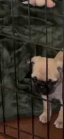 Fawn female pug  very soft, cuddle bug , a female Pug for sale in Ashland, OR – 2 of 7