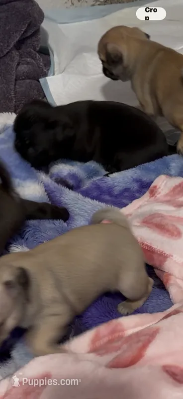 Female black pug 1-7 puppies  – Pug puppy for sale in Medford, OR