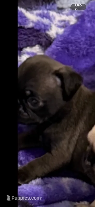 Silver male pug   – Pug puppy for sale in Medford, OR
