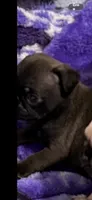 Silver male pug  ready now , a male Pug for sale in Medford, OR – 3 of 10