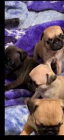 Silver male pug  , a male Pug for sale in Medford, OR – 6 of 9
