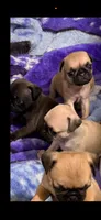 Light Fawn female pug  ready now, a female Pug for sale in Medford, OR – 7 of 9