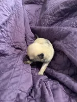 Female fawn pug , a female Pug for sale in Medford, OR – 5 of 5